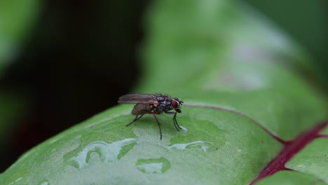 Una-Mosca-Acicalándose-Mientras-Está-Posada-Sobre-Una-Hoja-Mojada