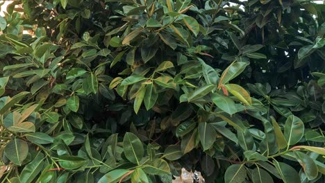 a cat peeks through dense green foliage