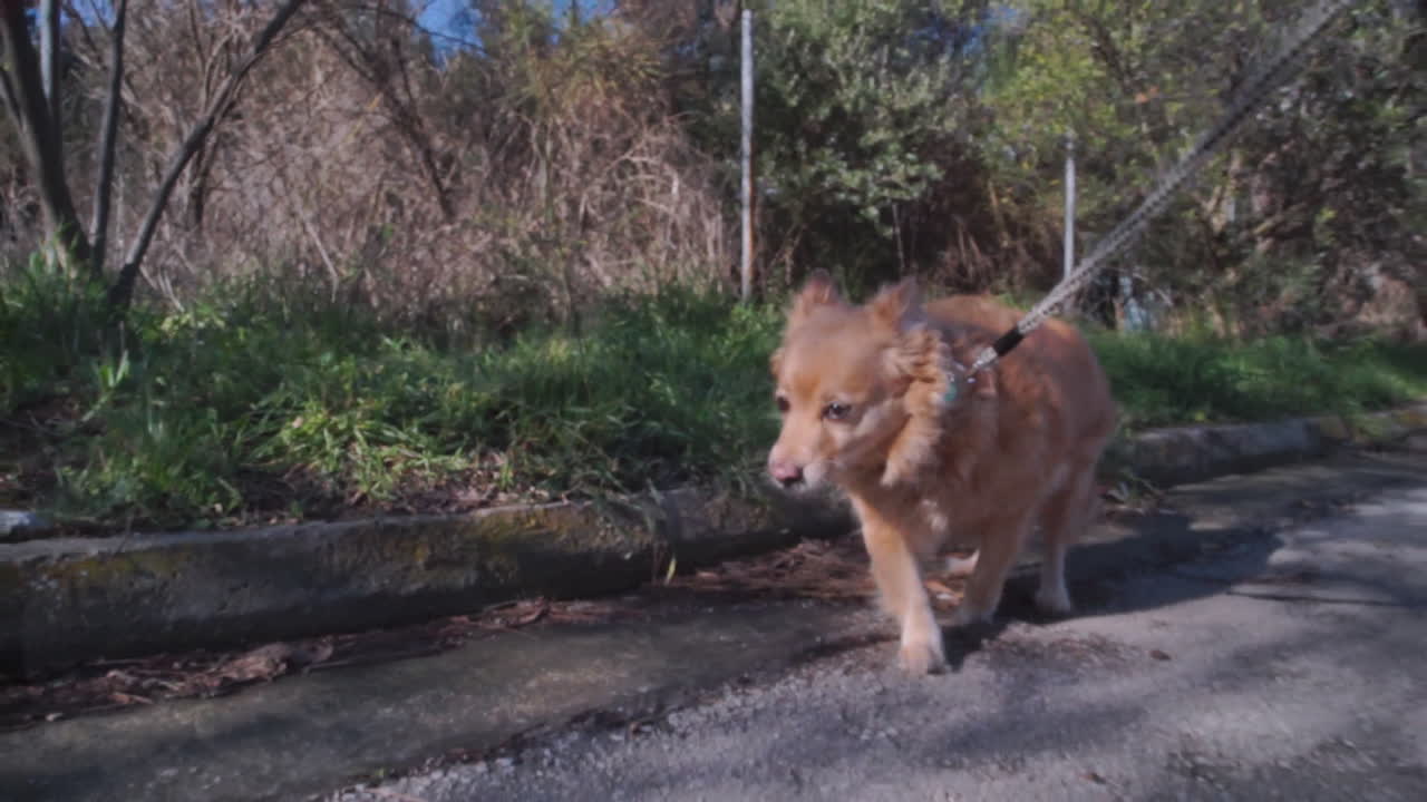 Side view of Kokoni greek breed dog taking a walk on a leash and sniffing grass POV