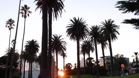 palm trees silhouetted against a sunset sky