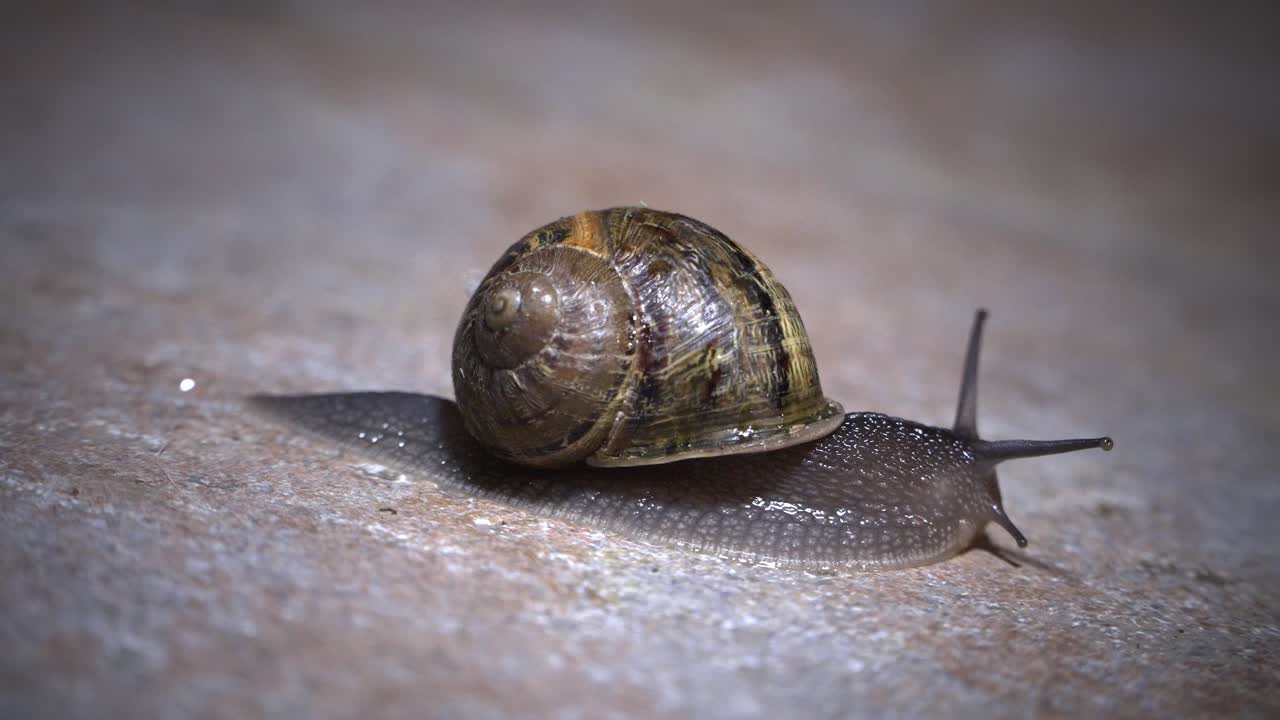 Snail crosses a sidewalk on a rainy spring night