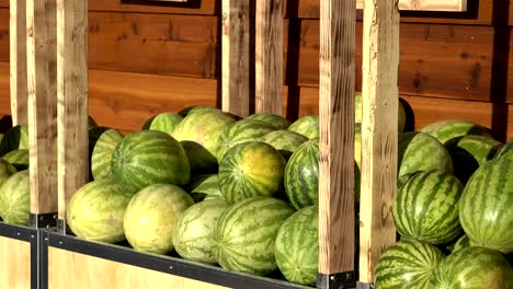 heap of green watermelon in 4k