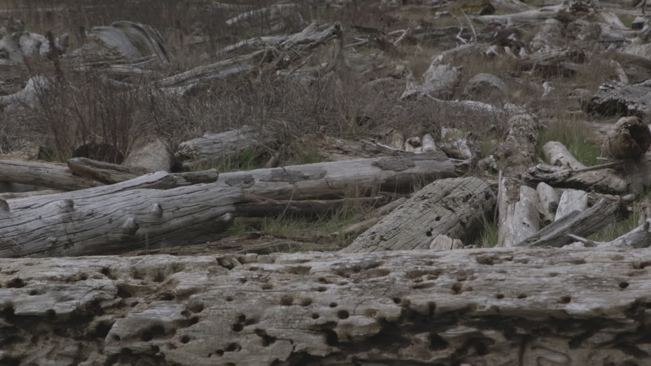 заповедник "английский бум