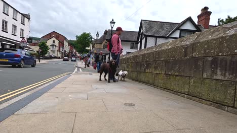 people walking dogs on a street