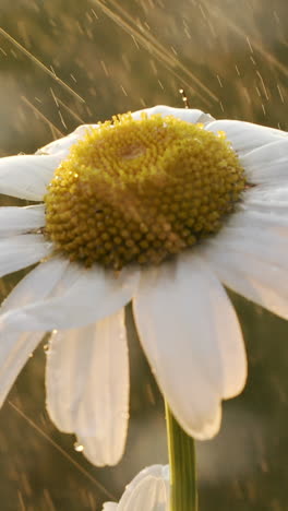 daisy in the rain