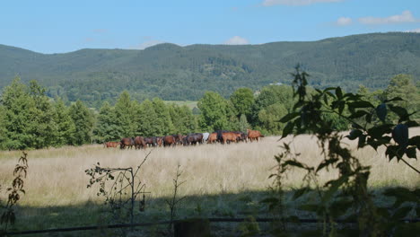 beautiful family of horses graze in a sunny countryside meadow hills