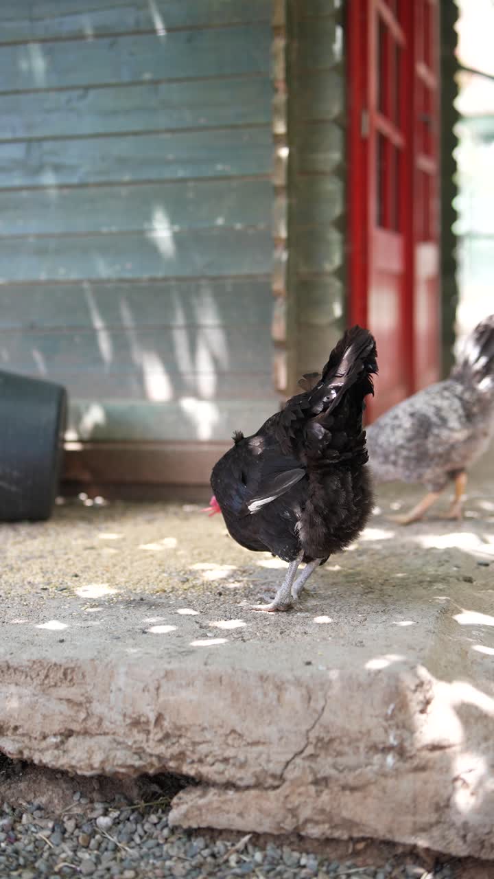 검은 과 다른 새들은 집 밖에서