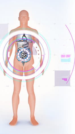 animation of digital interface over human body model