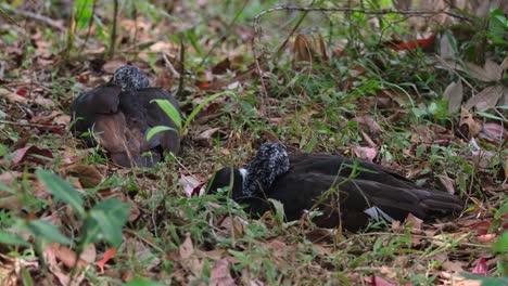 白翼<unk> (ascaris scutulatus) 來自泰國