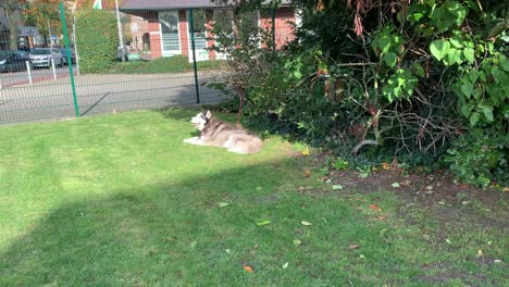 steady wide shot showing huskey dog relaxing in sunshine on lawn