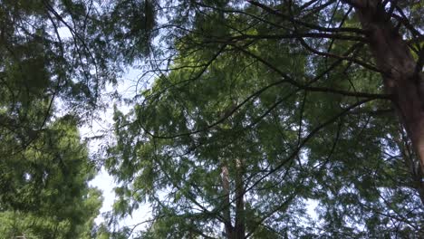 vista del paisaje hasta el cielo ver muchos árboles mientras camina en el parque con un hermoso cielo azul claro en el día de verano en canadá
