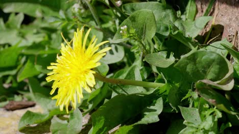 invasive garden weeds, dandelion flower growth, marco backyard bloom