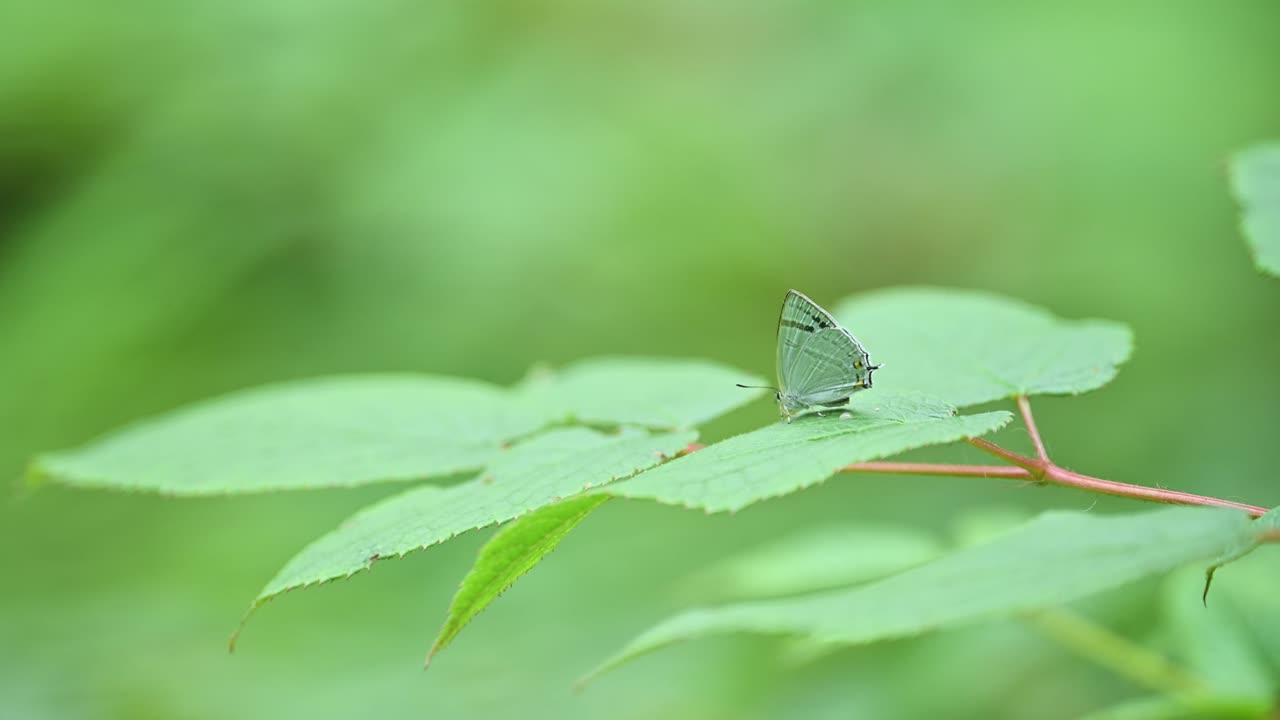 Close-up of a light green butterfly resting on a vibrant green leaf.