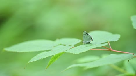 close-up of a light green butterfly resting on a vibrant green leaf.