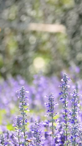 jardín de lavanda siendo regado en el parque de tailandia