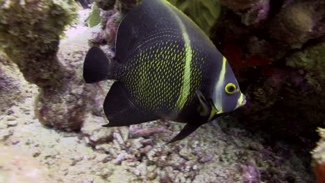 un juvenil de pez ángel francés nada de ida y vuelta bajo el saludable coral del caribe