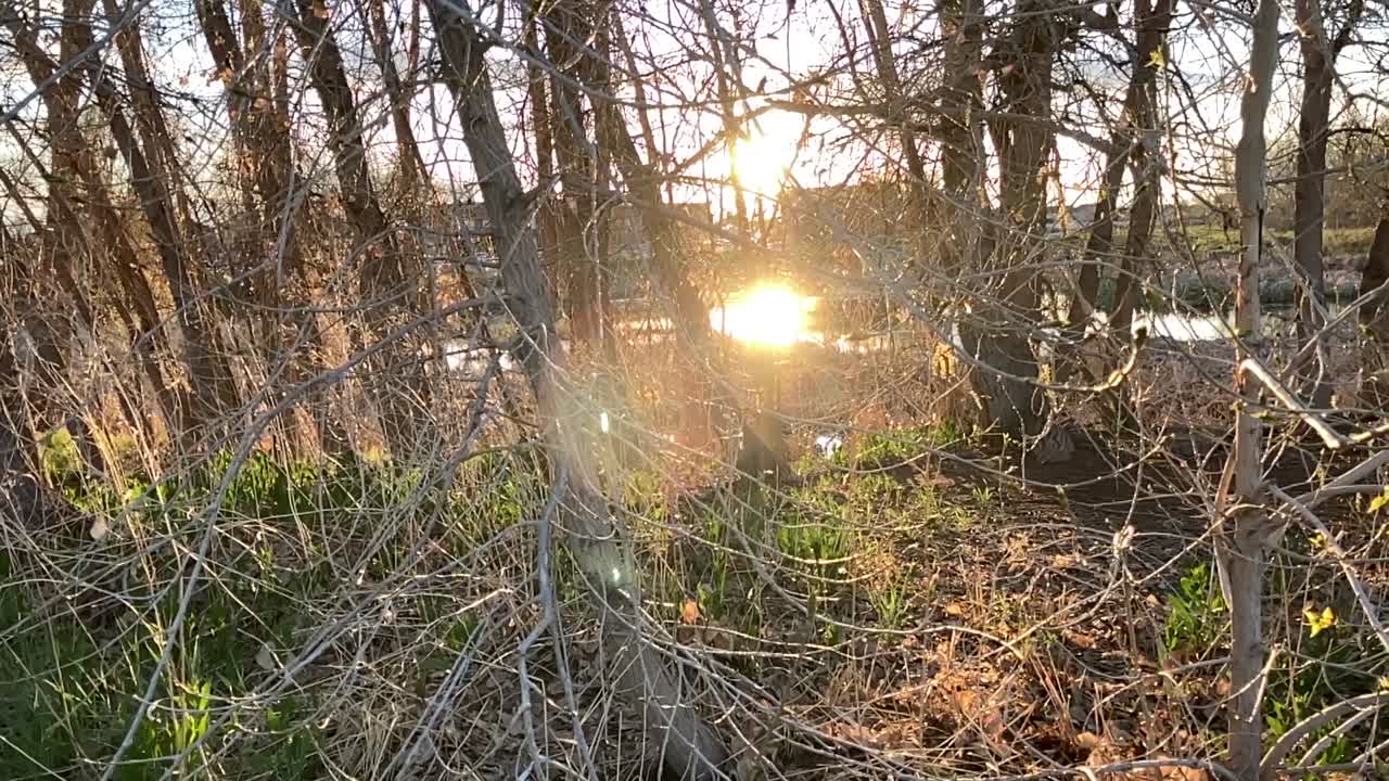 빛의 금 조각은 도시 연못에서 반사되는 숲 가지를 뚫습니다.