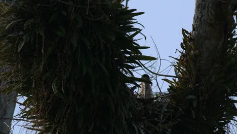 Seen-sitting-in-its-nest-between-branches-covered-with-plants,-Asian-Woolly-necked-Stork-Ciconia-episcopus,-Near-Threatened,-Thailand