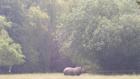 Ein-Heller-Sonniger-Tag-Mit-Lens-Flare-Effekt-Und-Einem-Schwenk-Auf-Ein-Nashorn-In-Einem-Feld-Mit-Einem-Wald-Dahinter-Und-Einem-Teil-Eines-Zauns