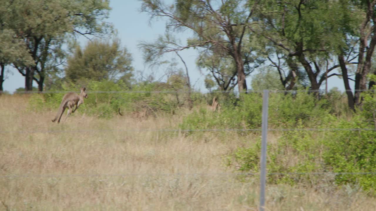 Handheld, Kangaroos hopping away from the camera on a farm in the Australian outback