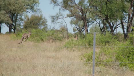 Handheld-Kängurus-Hüpfen-Auf-Einer-Farm-Im-Australischen-Outback-Von-Der-Kamera-Weg