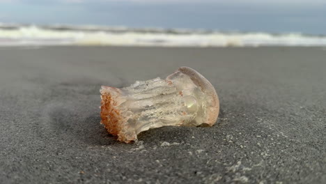 jellyfish with tentacles missing, washed up by waves on beach in sand