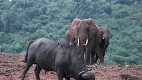 mammals on the wilderness in aberdare national reserve park in east africa