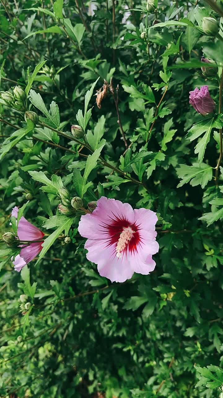 Fiori di ibisco rosa in giardino
