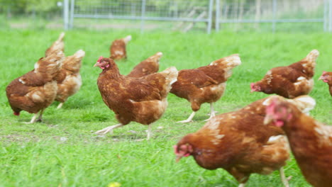 Fröhliche-Freilandhühner,-Die-Auf-Der-Grünen-Wiese-Laufen:-Nachhaltige-Tierhaltung,-Zeitlupe,-Niedlich