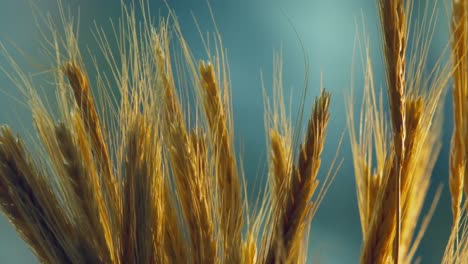 wheat harvest in field at sunset, crop of cereals, agriculture land, farming