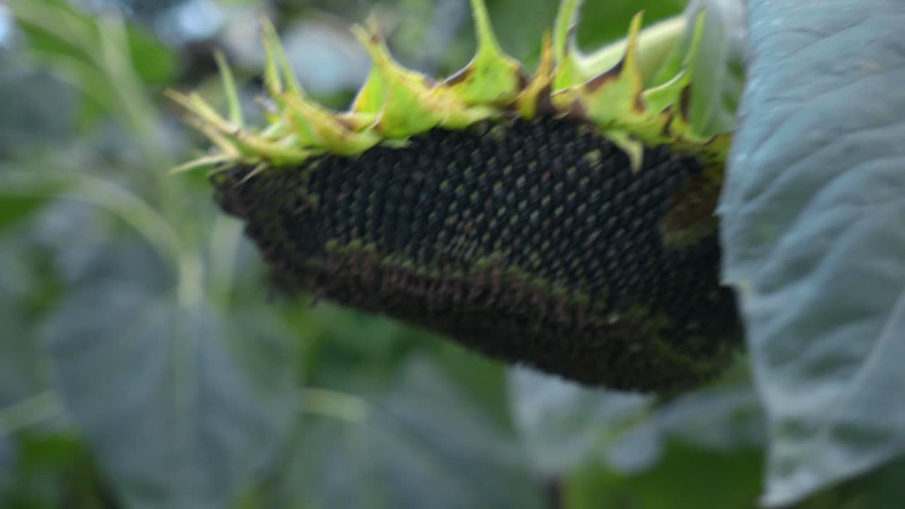 Agricultural field of dry ripe sunflower ready for harvest at sunny autumn day close up,focusing on the texture of the drying seeds