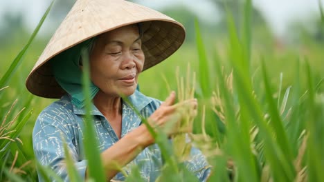 elderly asian farmer wearing traditional conical hat meticulously inspecting rice plants growing in lush green paddy field during summer daylight