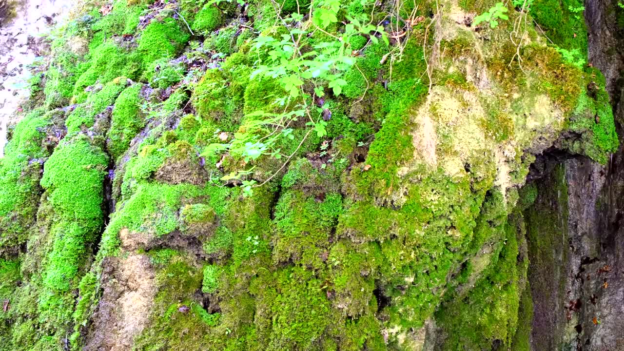 Una bellissima formazione di muschio sulla parete rocciosa con acqua che scorre verso terra.
