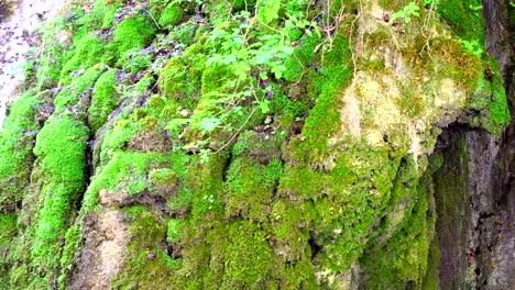 a beautiful formation of moss on the rock wall with water streaming down toward the ground