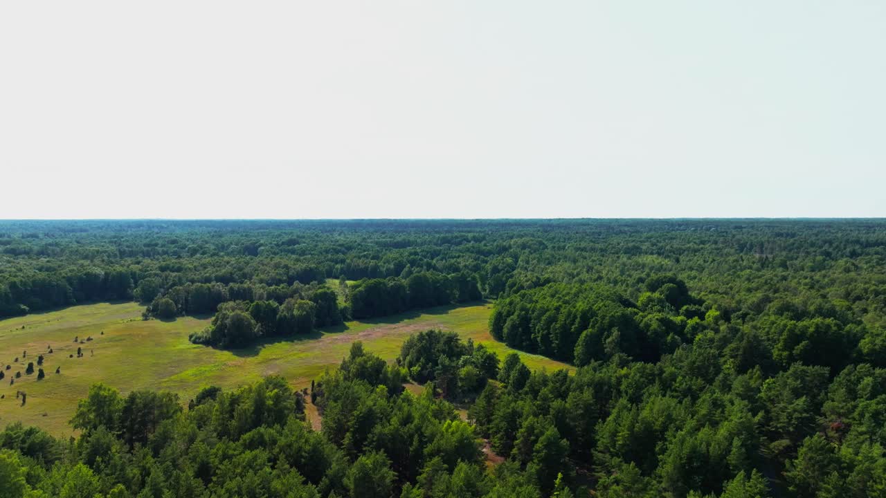 Raising above trees to reveal a clearing in the forest. Tilting shot.