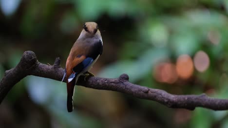 Beautiful-backside-as-it-looks-around-with-food-in-its-mouth,-Silver-breasted-Broadbill-Serilophus-lunatus,-Thailand