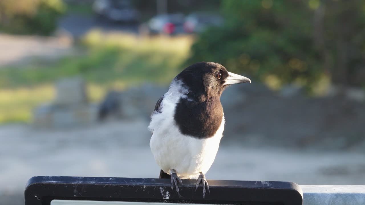 A butcher bird perches on a rail, observing its surroundings in a sunlit outdoor setting
