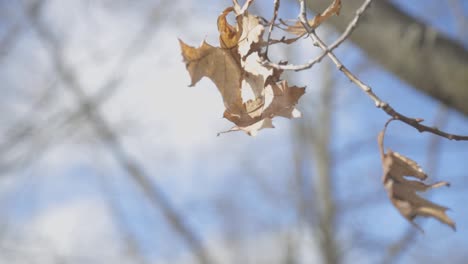 Closeup-Scenery-Of-A-Dried-Leaves-With-Cloudy-Blue-Sky-In-The-Background---Wide-Shot