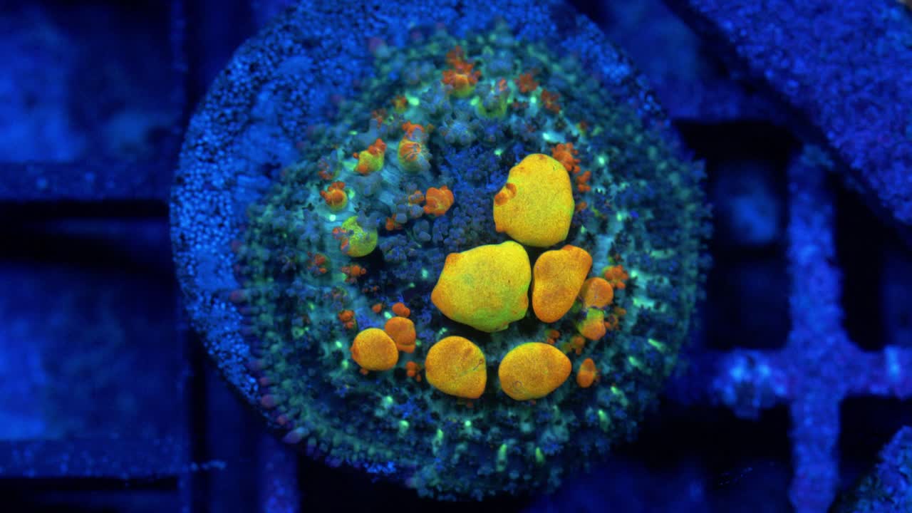 Macro shot of OG Bounce Rhodactis mushroom coral under actinic lighting, featuring a blue base with green textured areas and yellow-orange bubble-like polyps in reef aquarium