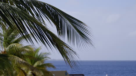 Palmera-En-La-Playa-En-Bonaire-El-Caribe