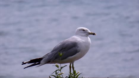 close-up of seagull in front of sparkling water.