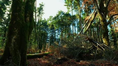 trees felled by bad weather lighting in the mountains, tree disease