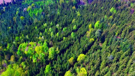 vivid aerial exploration of dense mixed forest in full bloom