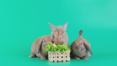 tres conejitos conejitos marrones comen verduras en la canasta y se quedan en la pantalla verde y miran a su alrededor después de comer