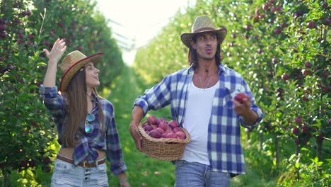 a couple harvesting fruit in a sunny orchard