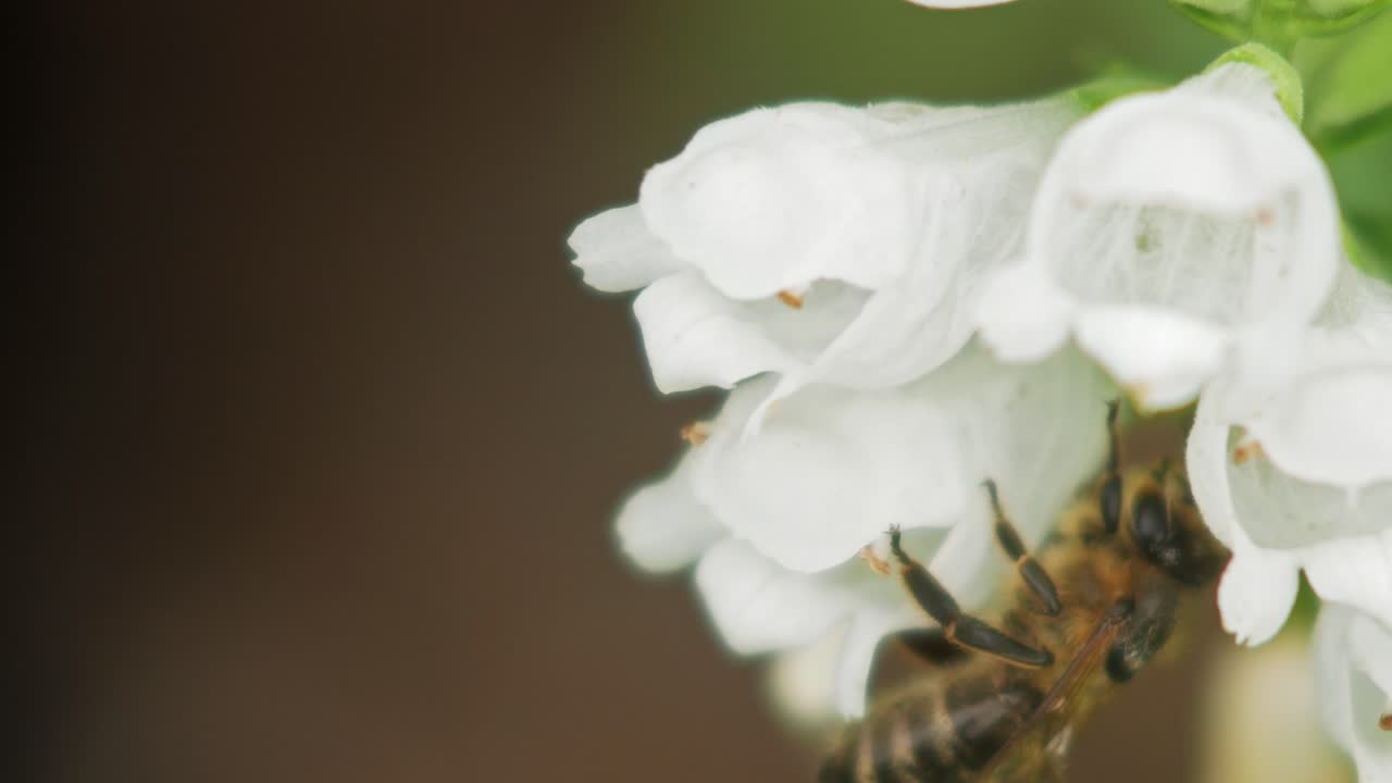 abeja melífera recolecta polen de una planta de flor blanca de boca de dragón