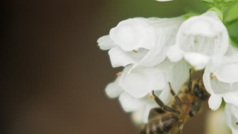 honey bee collects pollen from a snapdragon white flower plant
