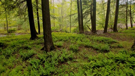 Imágenes-De-Video-De-Drones-Lentas,-Suaves-Y-Bajas-Que-Se-Mueven-A-Través-De-Un-Bosque-De-Helechos-Mágico,-Pacífico-Y-Con-Una-Hermosa-Luz-Dorada