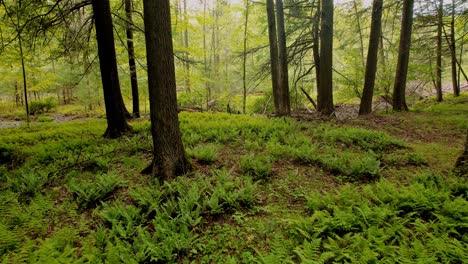 slow, smooth, low drone video footage moving through a, peaceful, magical fern forest with beautiful golden light