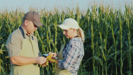 dos granjeros están estudiando la mazorca de maíz en la formación de campo y la agroindustria